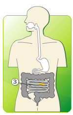 digestion animation five
