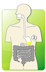 digestion animation four