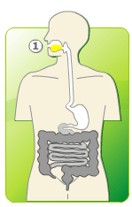 digestion animation three