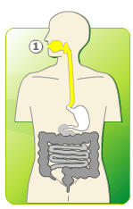 digestion animation two